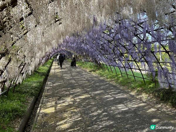 4月尾到了日本河內藤園，紫藤花盛開，真的美不勝收，香氣又撲鼻...