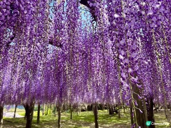 4月尾到了日本河內藤園，紫藤花盛開，真的美不勝收，香氣又撲鼻...