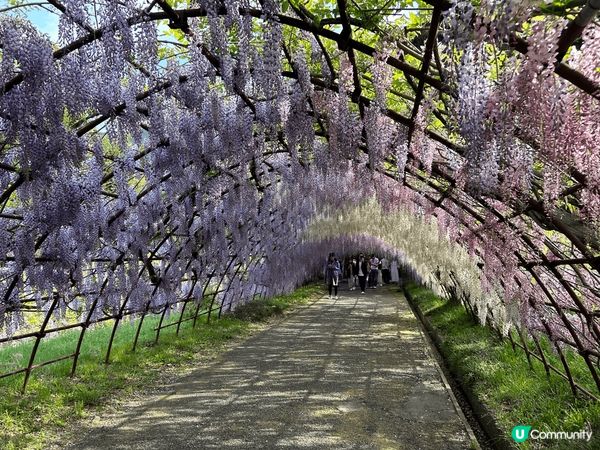 4月尾到了日本河內藤園，紫藤花盛開，真的美不勝收，香氣又撲鼻...