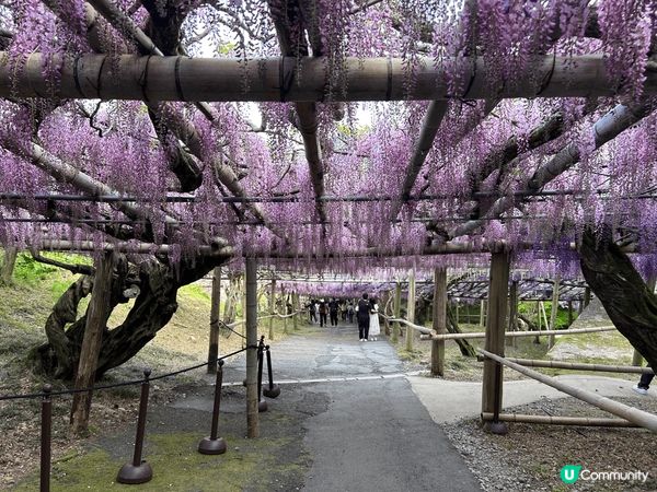 4月尾到了日本河內藤園，紫藤花盛開，真的美不勝收，香氣又撲鼻...