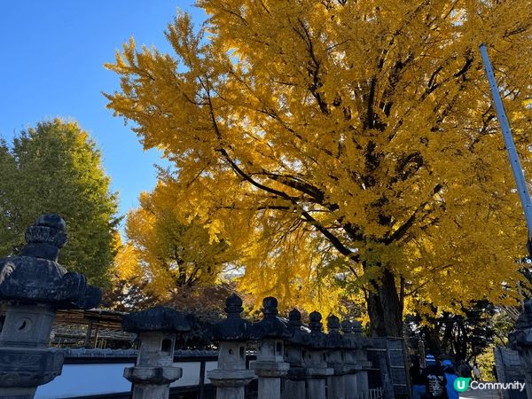 3月去仙台旅行，杏樹是12月在上野拍的～