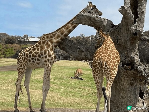 在澳洲旅行時隨手拍的照片，絕美的天氣，蔚藍的天空最能表達澳洲...