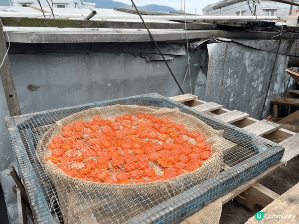 大澳好去處 一期一會黃風鈴木@機場