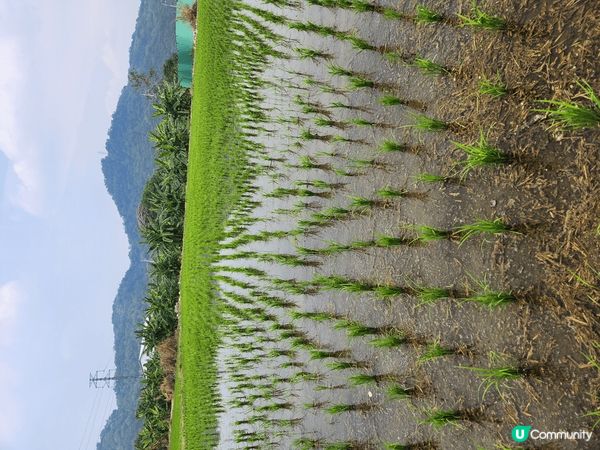 早前去左台中既后豐鐵馬道踩單車，我地係后里出發，沿途有九號隧...
