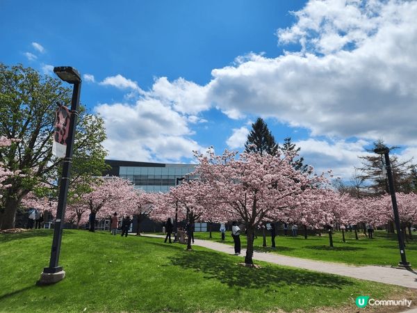 The Sakura Grove真係超靚😍，有好多櫻花樹🌸，...