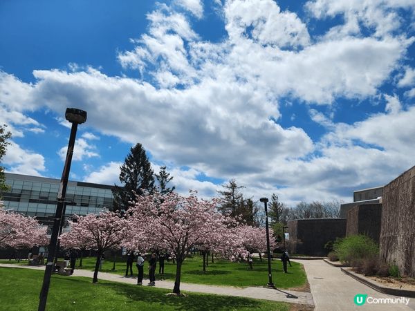 The Sakura Grove真係超靚😍，有好多櫻花樹🌸，...