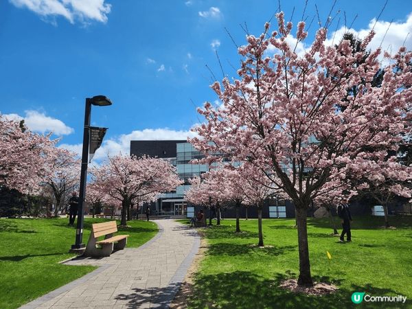 The Sakura Grove真係超靚😍，有好多櫻花樹🌸，...