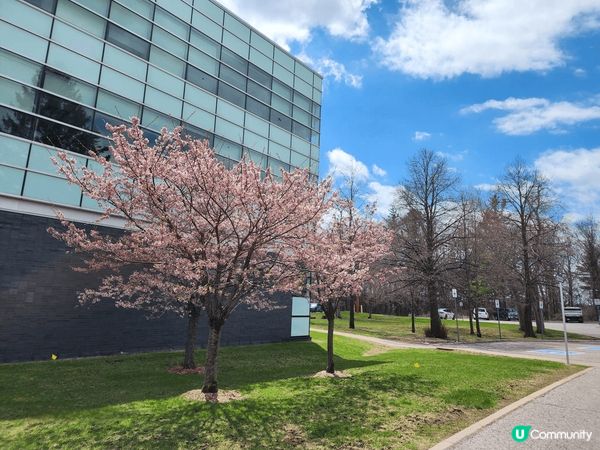 The Sakura Grove真係超靚😍，有好多櫻花樹🌸，...