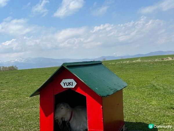 北海道Lake Hill Farm