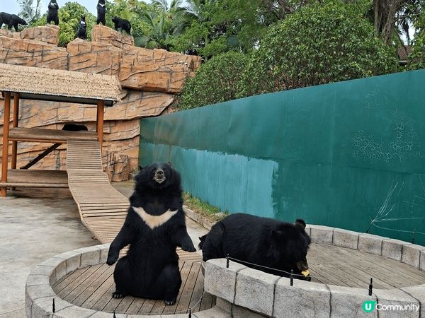 中山紫馬嶺動物園 🐻‍❄️ 50蚊入場！黑熊識跳舞勁抵睇！