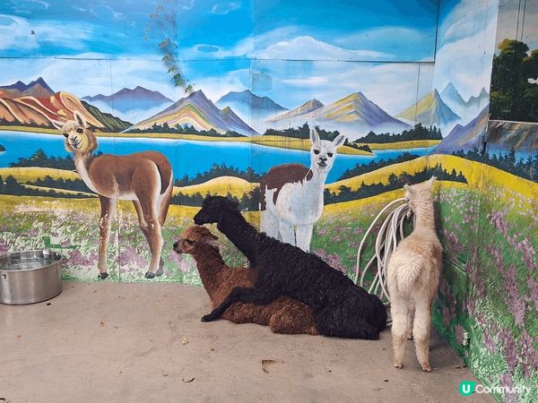 中山紫馬嶺動物園 🐻‍❄️ 50蚊入場！黑熊識跳舞勁抵睇！