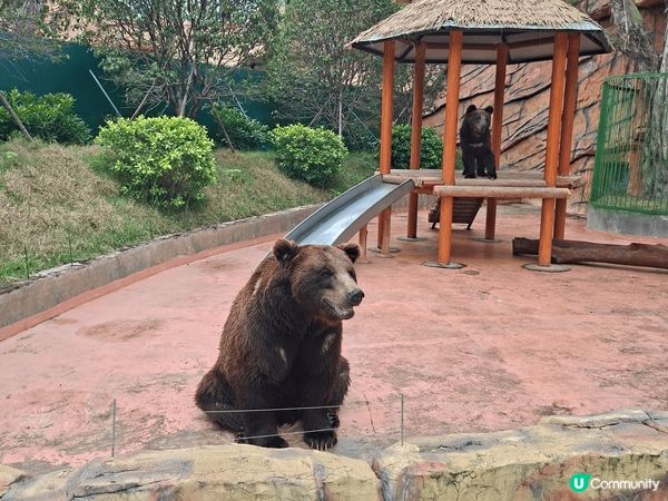 中山紫馬嶺動物園 🐻‍❄️ 50蚊入場！黑熊識跳舞勁抵睇！