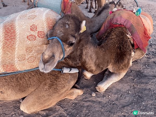 去摩洛哥喺沙漠騎駱駝、玩四驅車、睇日落、營火會真係好正，好好...