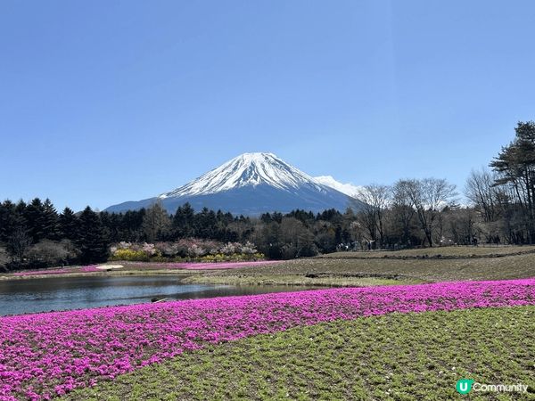 無論那一角度拍攝富士山都是那麼美麗，剛好遇上富士芝樱祭，拍攝...