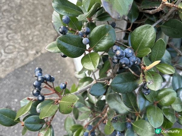 係高松去小豆島是坐船去的。我坐高速船大約35分鐘就到。坐這船...