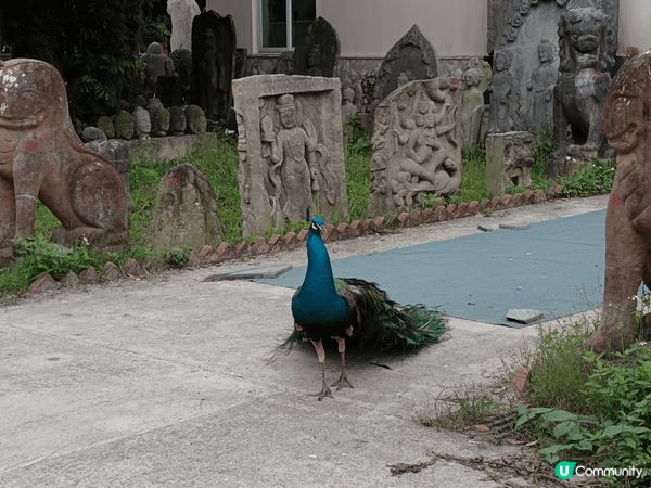 上個月姨甥女同我阿媽, 三個人一齊去參加幼稚園學校旅行,目的...