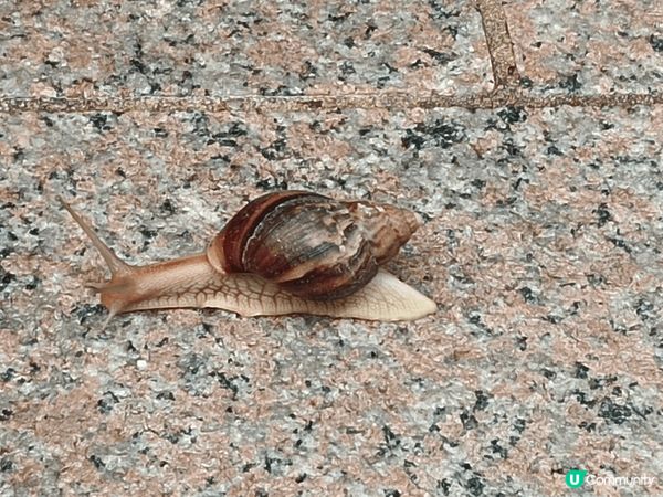 第一次去東龍島，以為人少少，原來都好多人去。游水，行山，露營...