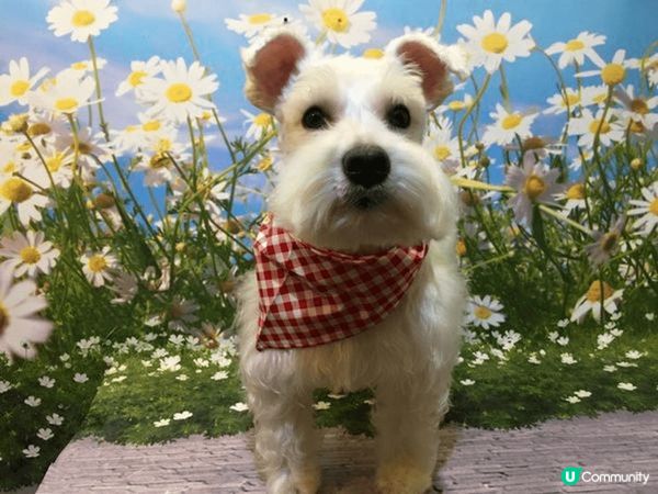 《狗狗去做SPA》