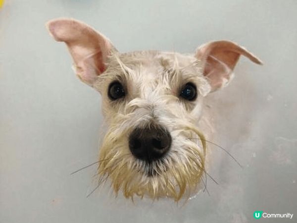 《狗狗去做SPA》