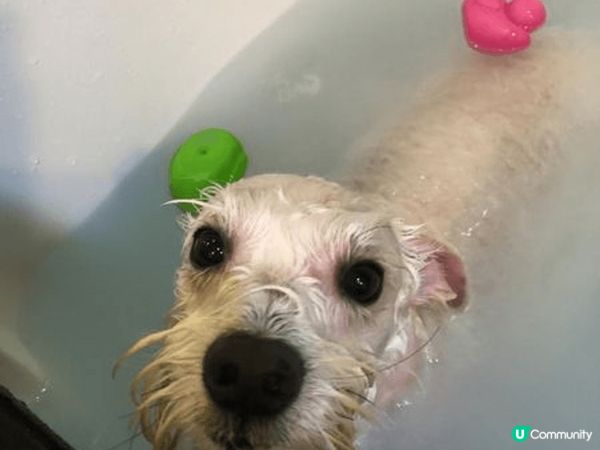 《狗狗去做SPA》