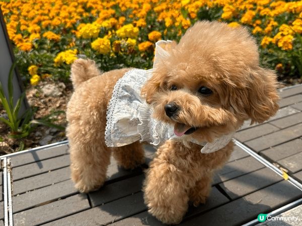 平日最喜歡就係去街街玩，所以清潔用品都要成日使用，希望搵到適...