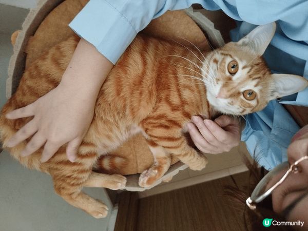 呢兩個小貓咪無論係食緊嘢、同我哋玩定me time緊，個樣都...