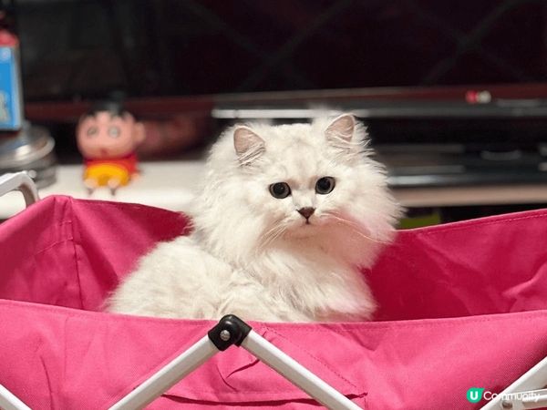 五只我最爱的猫咪,他们喜欢一起也喜欢打交,带给全屋的欢乐