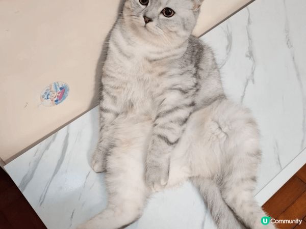 五只我最爱的猫咪,他们喜欢一起也喜欢打交,带给全屋的欢乐