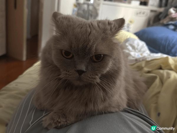 五只我最爱的猫咪,他们喜欢一起也喜欢打交,带给全屋的欢乐