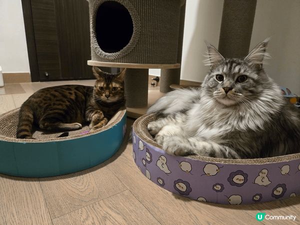 和睦兩兄弟， 雖然唔同品種，