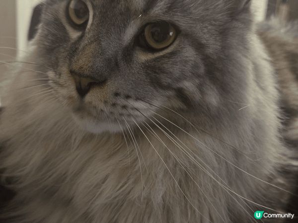 和睦兩兄弟， 雖然唔同品種，