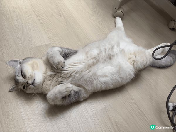 佢成日訓覺訓到好似狗仔，完全好安心好舒服咁周圍訓，所以就忍唔...