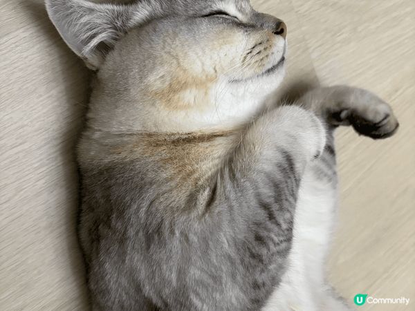 佢成日訓覺訓到好似狗仔，完全好安心好舒服咁周圍訓，所以就忍唔...