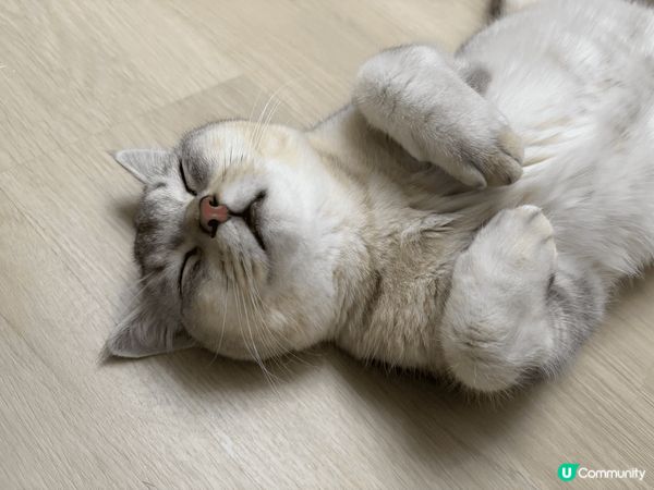 佢成日訓覺訓到好似狗仔，完全好安心好舒服咁周圍訓，所以就忍唔...