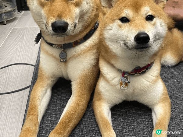 相親相愛小毛孩-大小不良柴柴