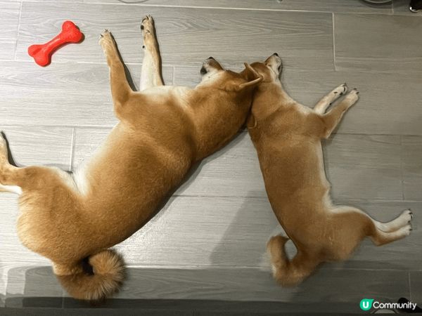 相親相愛小毛孩-大小不良柴柴