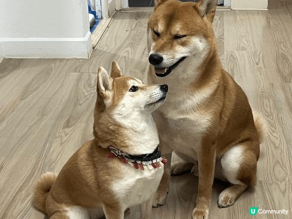 相親相愛小毛孩-大小不良柴柴