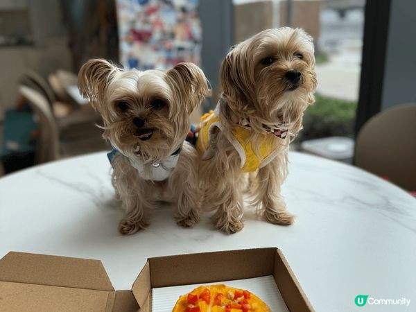 金金糖糖今年4歲 活潑好動 最中意同陽光玩遊戲 2位都係小公...