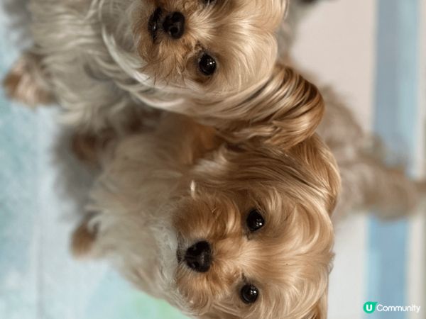 金金糖糖今年4歲 活潑好動 最中意同陽光玩遊戲 2位都係小公...