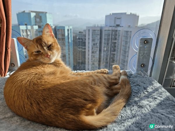 我隻貓貓叫水蛋，領養返嚟嘅時候佢已經一歲，以前係係某垃圾站附...