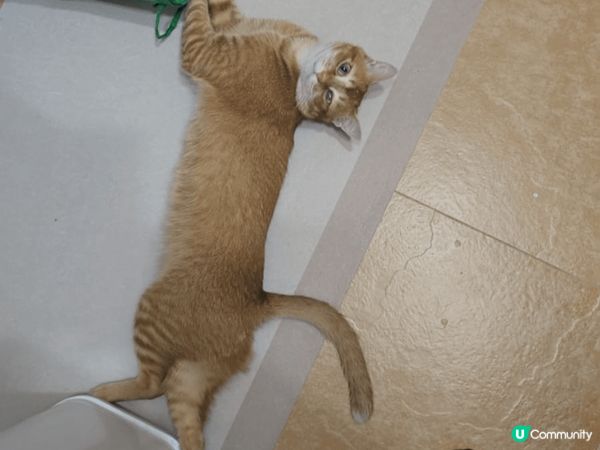 我隻貓貓叫水蛋，領養返嚟嘅時候佢已經一歲，以前係係某垃圾站附...