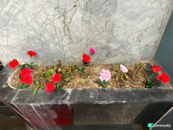 佐敦隱世美食 🤫 青葉海鮮酒家，驚喜價錢！💰