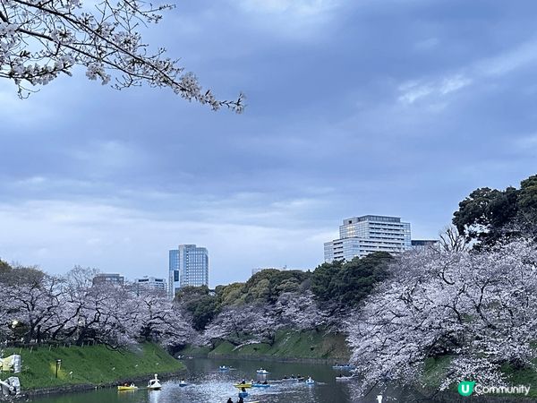 日本東京賞櫻之旅，千鳥之淵及幸手櫻花油菜花花海，滿滿的春日氣...