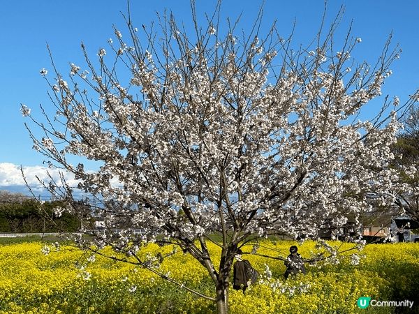 日本東京賞櫻之旅，千鳥之淵及幸手櫻花油菜花花海，滿滿的春日氣...