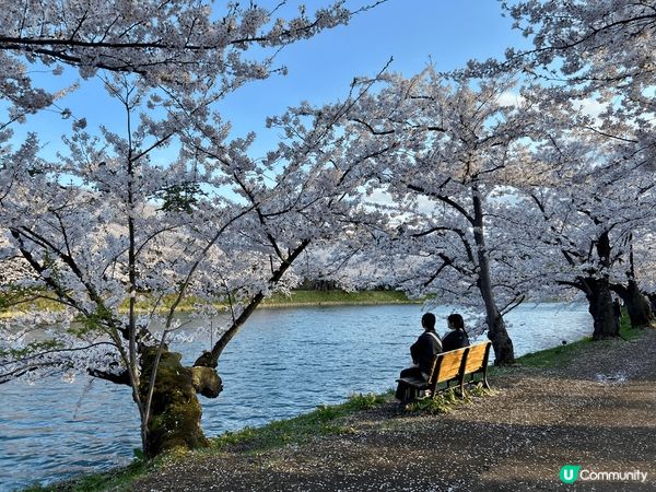 這組照片紀錄了我在日本青森弘前公園的櫻花之旅，捕捉不同時光的...