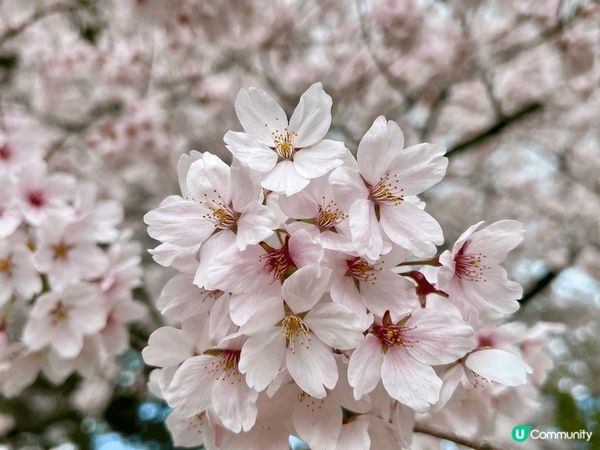 這組照片紀錄了我在日本青森弘前公園的櫻花之旅，捕捉不同時光的...