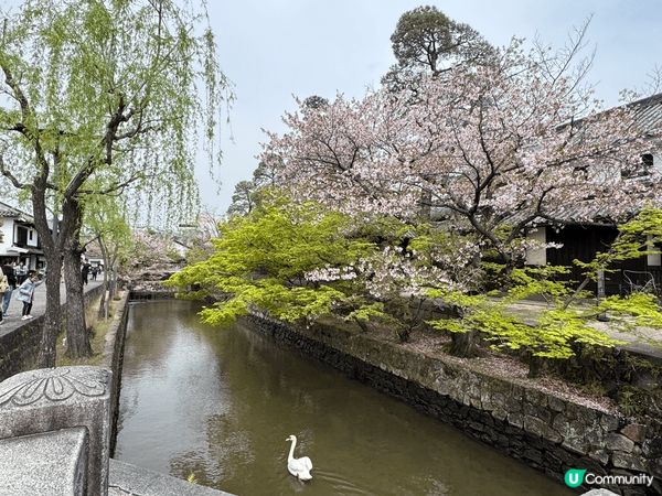 我今日想同大家介紹日本岡山縣倉敷市的「倉敷美觀地區（又稱美觀...