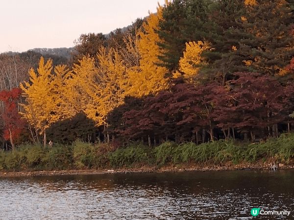 🍂✨ 去年的南怡島，還留在我心上 ✨🍂  