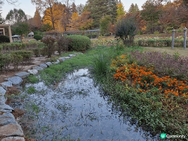 🍂✨ 去年的南怡島，還留在我心上 ✨🍂  