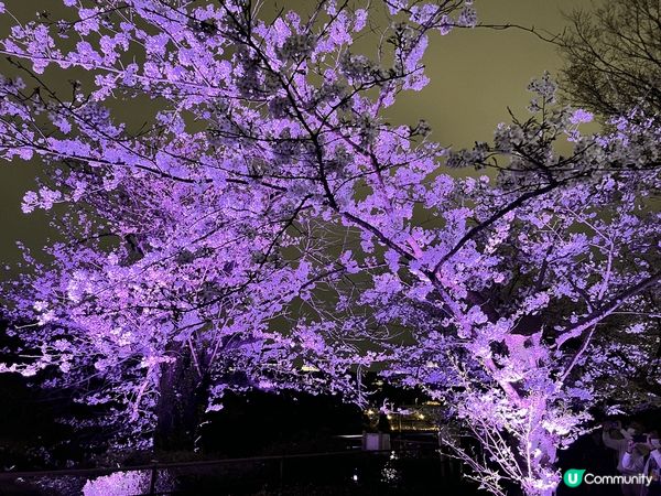 東京千島之淵是東京三大賞櫻景點之一，在皇居外，春天盛開時兩旁...